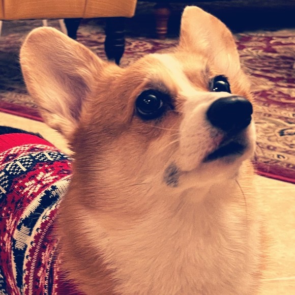 darbyastor